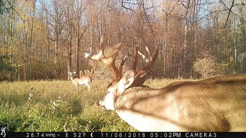 292722829_turkcolor2.thumb.JPG.40f92c8b8836d3afb5038da9da246dbc.JPG