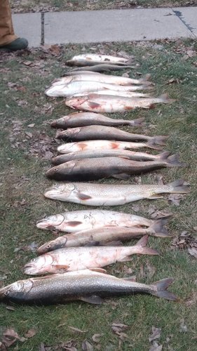 IMG_20170115_153144210.jpg