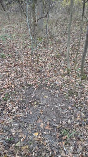IMG_20181113_101130825.jpeg