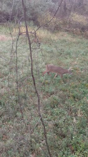 IMG_20181113_162312774.jpeg