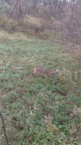 IMG_20181113_162315471.jpeg