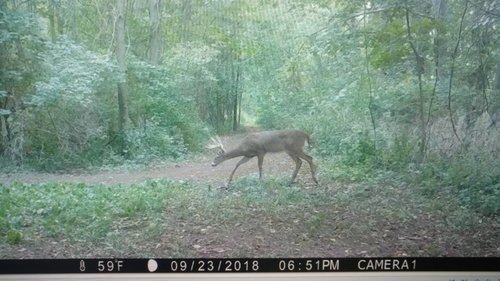 IMG_20181116_112019825.jpeg