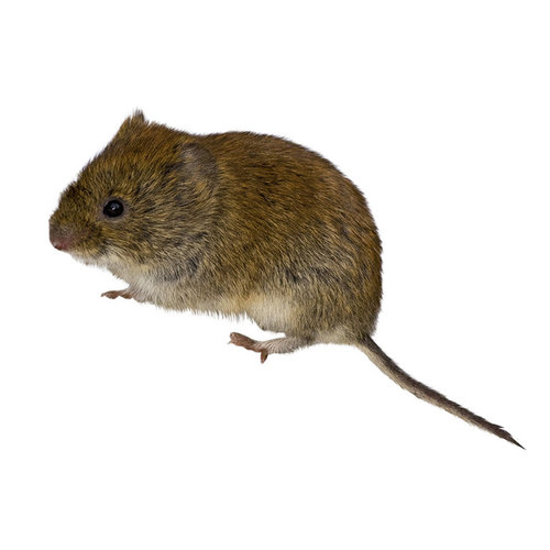 vole.jpg