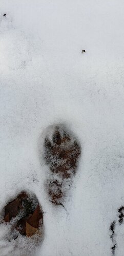 20181214_122024.thumb.jpg.9ab63d487c51db5af7c6a277009dae2d.jpg