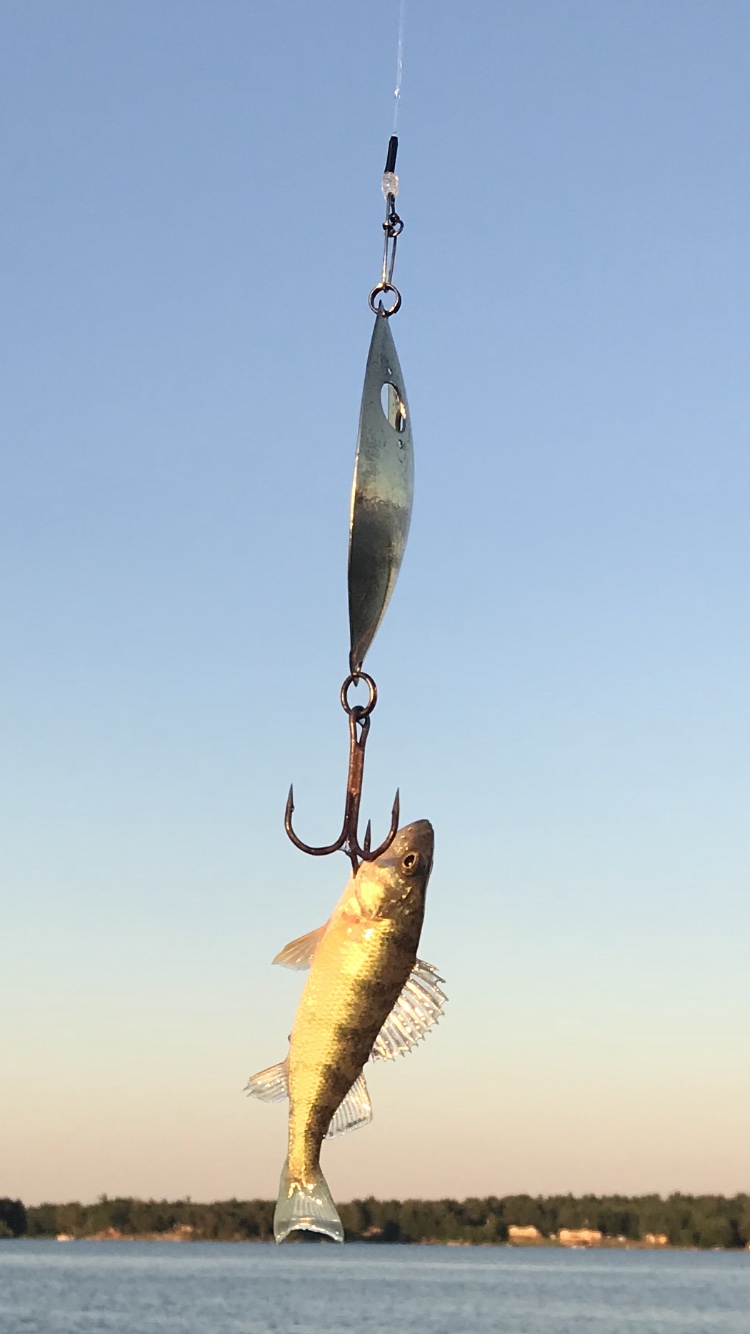 One Musky Lure to Rule Them All - Musky, Tiger Musky & Pike (ESOX) -  Lake Ontario United - Lake Ontario's Largest Fishing & Hunting Community -  New York and Ontario Canada
