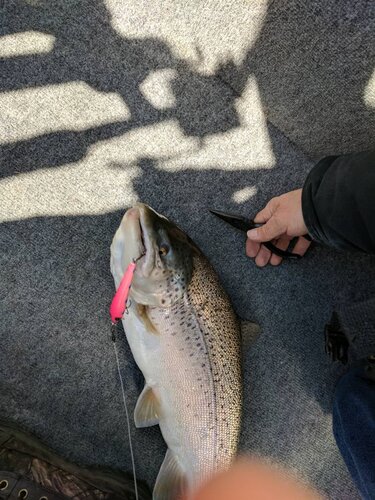 IMG_20190327_120438.jpeg