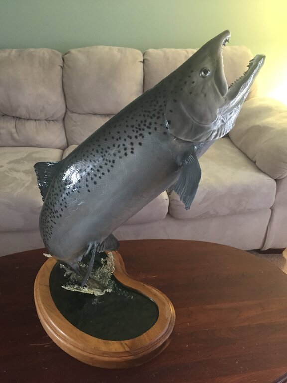 King Salmon full skin mount -nice! - Classifieds - Buy, Sell, Trade or Rent  - Lake Ontario United - Lake Ontario's Largest Fishing & Hunting Community  - New York and Ontario Canada