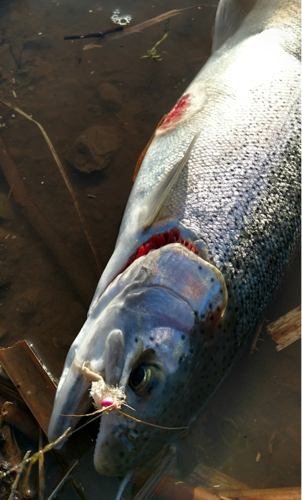 steelhead.PNG