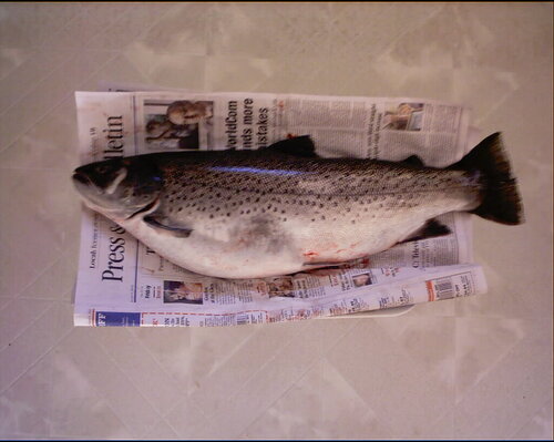 Brown Trout012.jpg