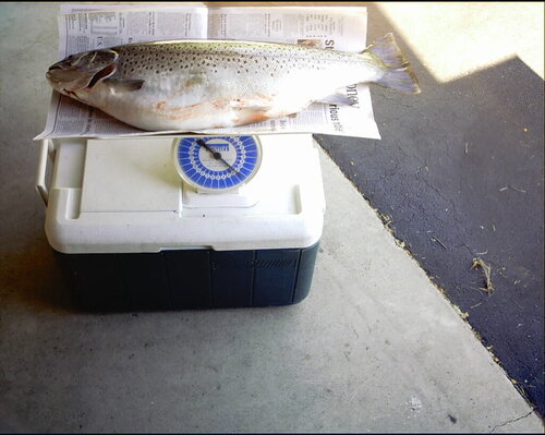 Brown Trout008.jpg