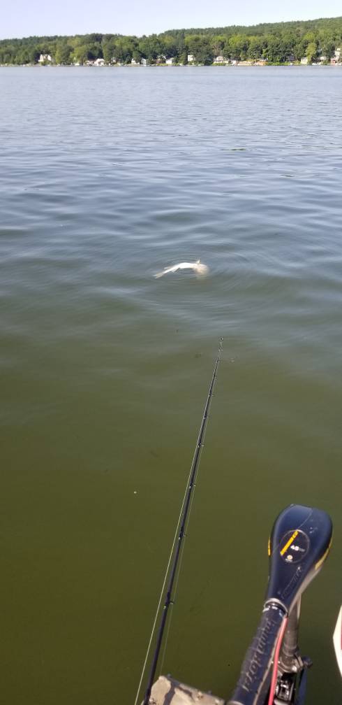 Waneta lake Muskie hunt. - Musky, Tiger Musky & Pike (ESOX) - Lake