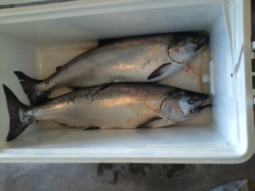 0608191151-5 salmon.jpg