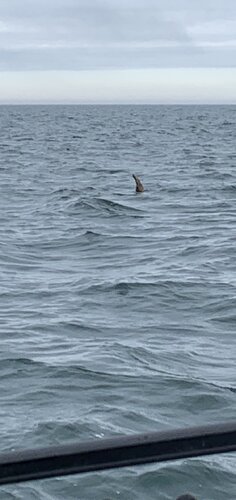IMG_1463.JPG