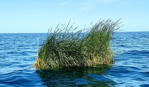 cattail barge.jpg