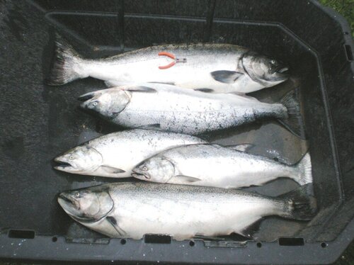 1522094054_salmon8_12_19sm.thumb.JPG.b7d853f5ac60f35b5ea2221cfd12afe6.JPG