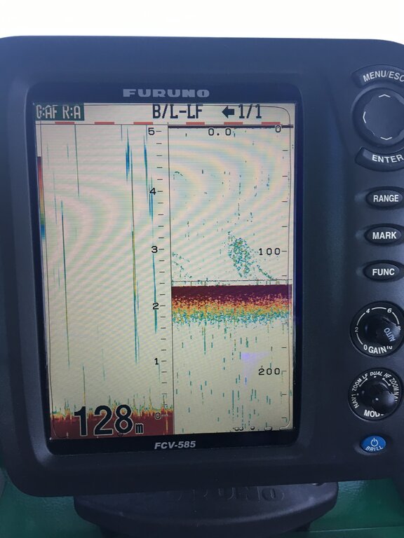Preliminary status of Lake Ontario Alewife based on the 2019 spring