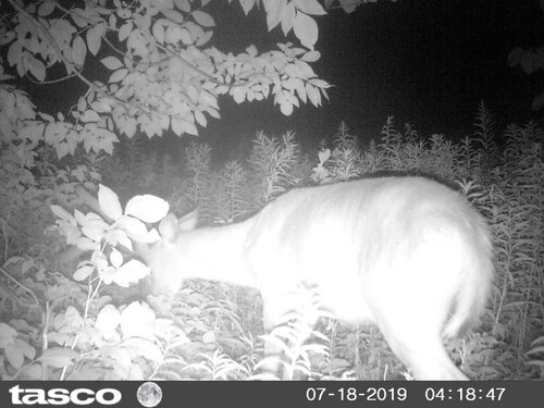 HUNT0287.JPG