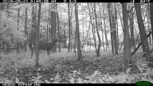 Rush 9-22-19 good buck.JPG