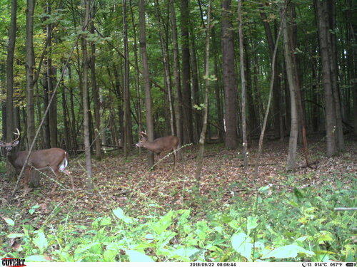 Rush 9-22-19 2 bucks.JPG