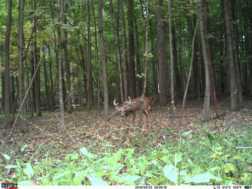 Rush 9-22-19 buck.JPG