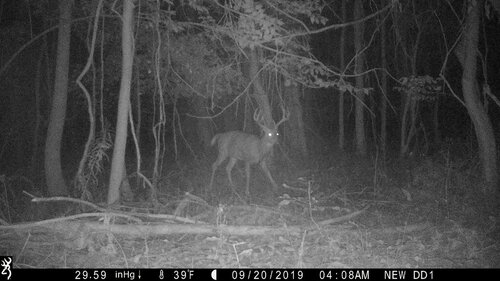 Riga 9-20-19 buck pine.JPG