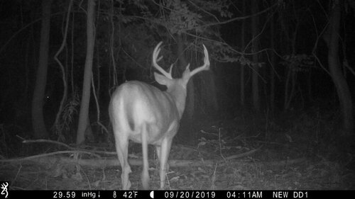 Riga 9-20-19 buck pine 3.JPG