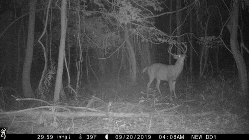 Riga 9-20-19 buck pine 2.JPG
