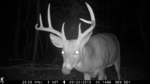 Riga 9-20-19 2nd buck pine.JPG