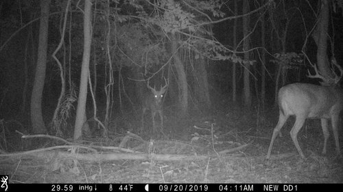 Riga 9-20-19 2 bucks pine.JPG