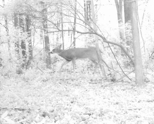 Rush 9-21-19 light pic buck.jpg