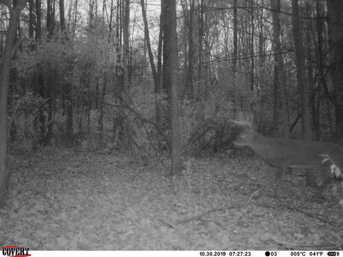 rush buck sneak 10-30-19.JPG