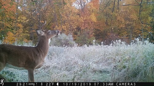 Buck 2nd 10-19-19 me.JPG