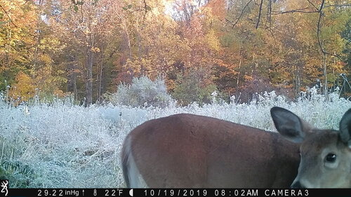 doe 10-19-19 me.JPG