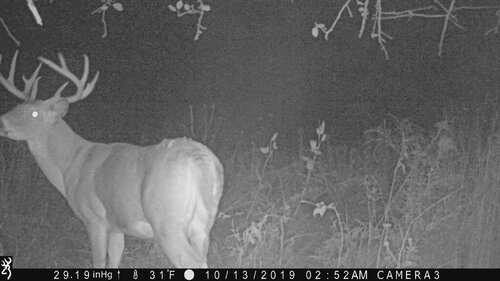 big buck mendon 10-13-19 252am 2.JPG