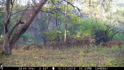 fox deer 2.JPG