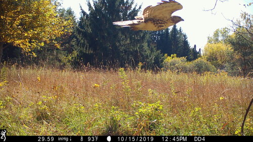 Hawk flying!.JPG