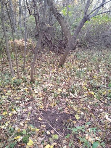 IMG_20191024_162335789.thumb.jpeg.d7976cd383bc49b8dc69dda0cd073a4d.jpeg
