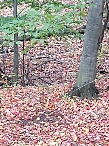 IMG_20191026_163534230.thumb.jpeg.618310c9053fc6930b1fd17cdcb9168b.jpeg