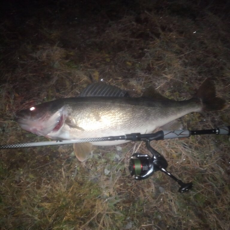 Epic Night Fishing For River Monsters / Night Fishing For Bass In