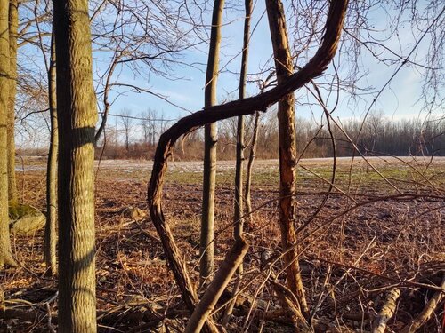 IMG_20191216_151147331_HDR.jpeg