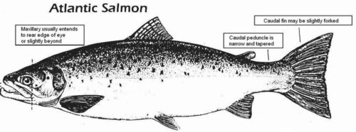 diagram-salmon-1.JPG