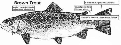 diagram-trout-1.JPG