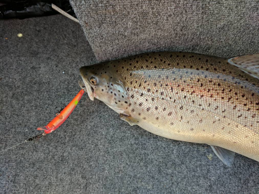 Looking for advice on Brown Trout lures - Open Lake Discussion
