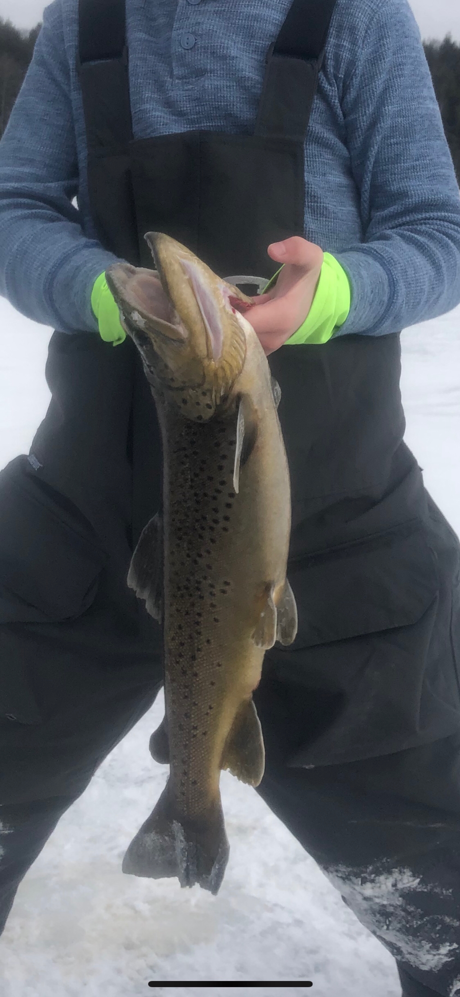 Looking for advice on Brown Trout lures - Open Lake Discussion - Lake  Ontario United - Lake Ontario's Largest Fishing & Hunting Community - New  York and Ontario Canada