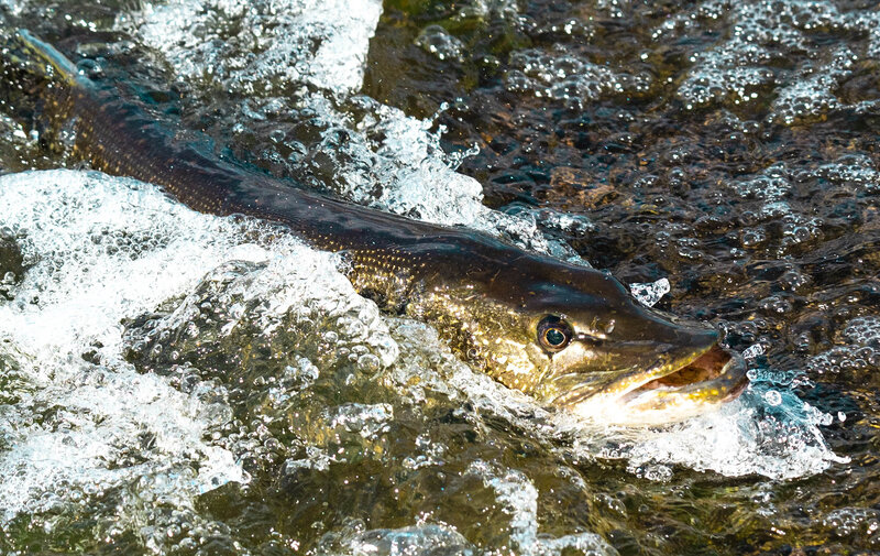 DSC_4574 conesus lake pike_.jpg Fishing & Boating Lake Ontario