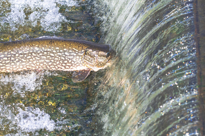 DSC_4513 conesus lake pike_.jpg Fishing & Boating Lake Ontario