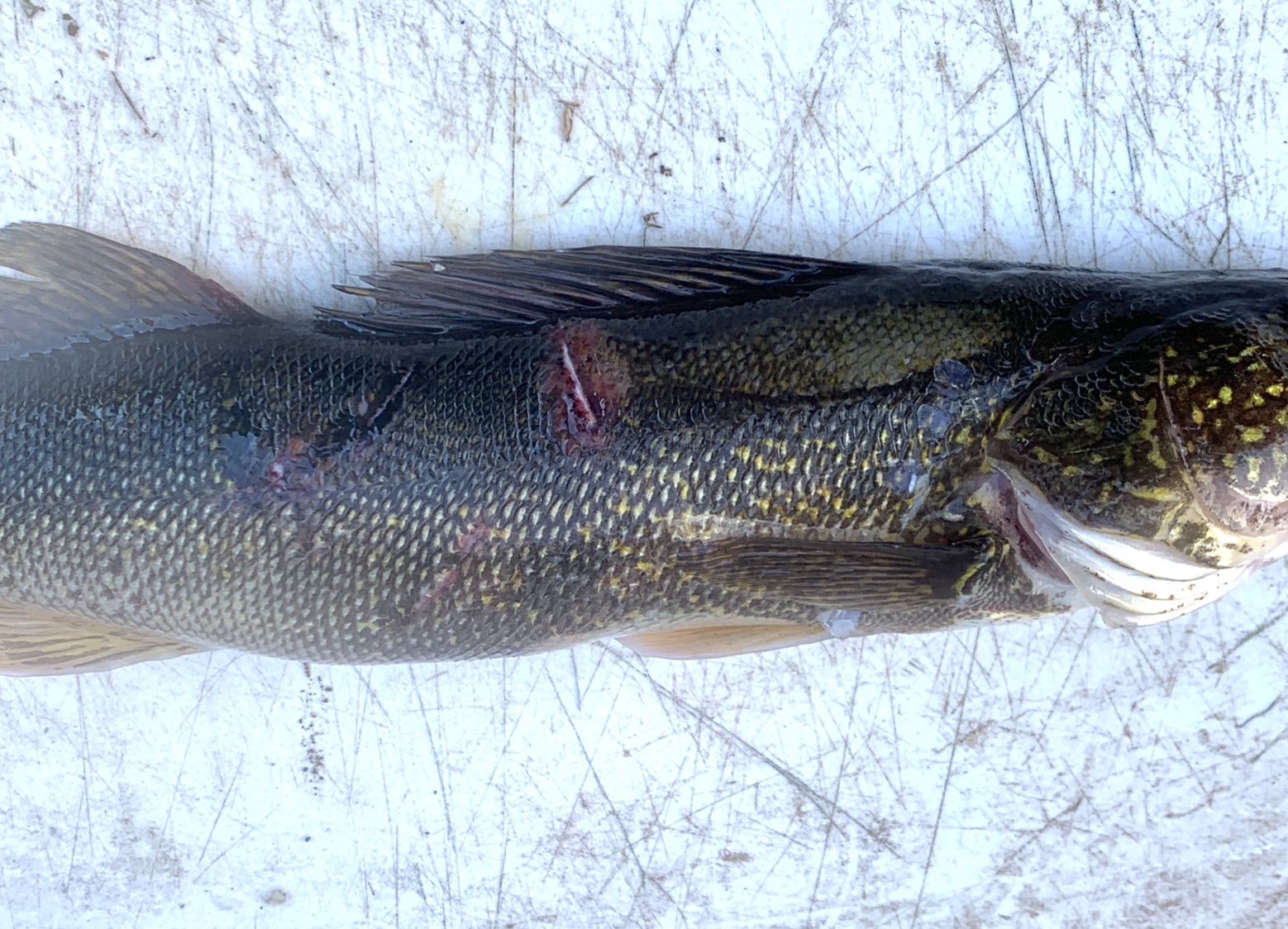 Teeth marks on 20” walleye. - Walleye - Lake Ontario United - Lake  Ontario's Largest Fishing & Hunting Community - New York and Ontario Canada