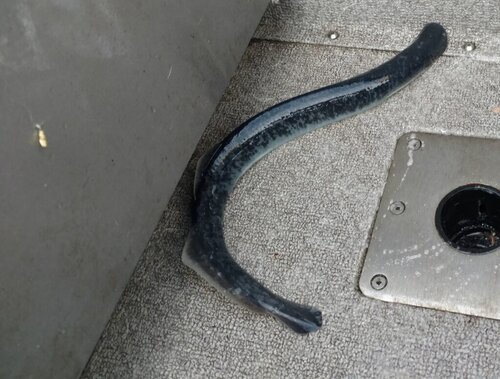 snake.jpg