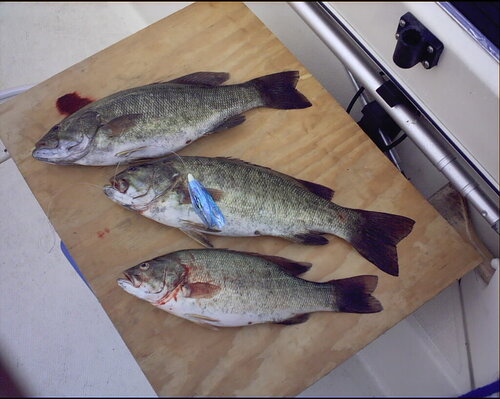 Bass-65'-Cayuga002.jpg