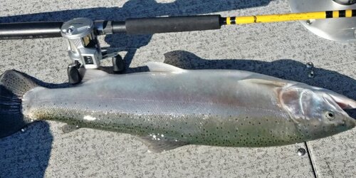 11 lb bow.jpg
